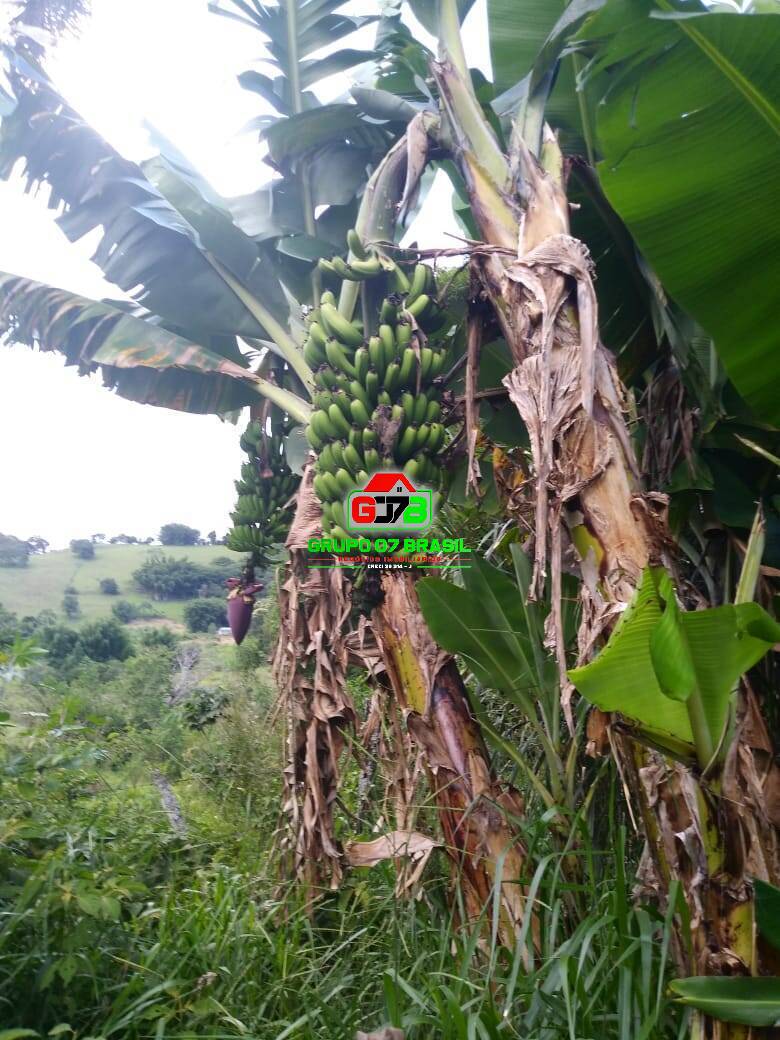 Fazenda à venda com 4 quartos, 3m² - Foto 9