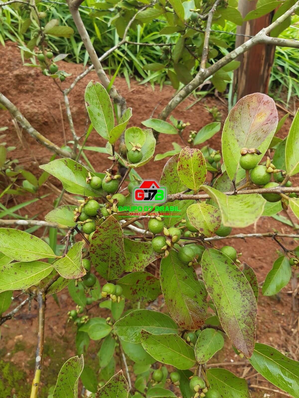 Fazenda à venda, 24m² - Foto 36