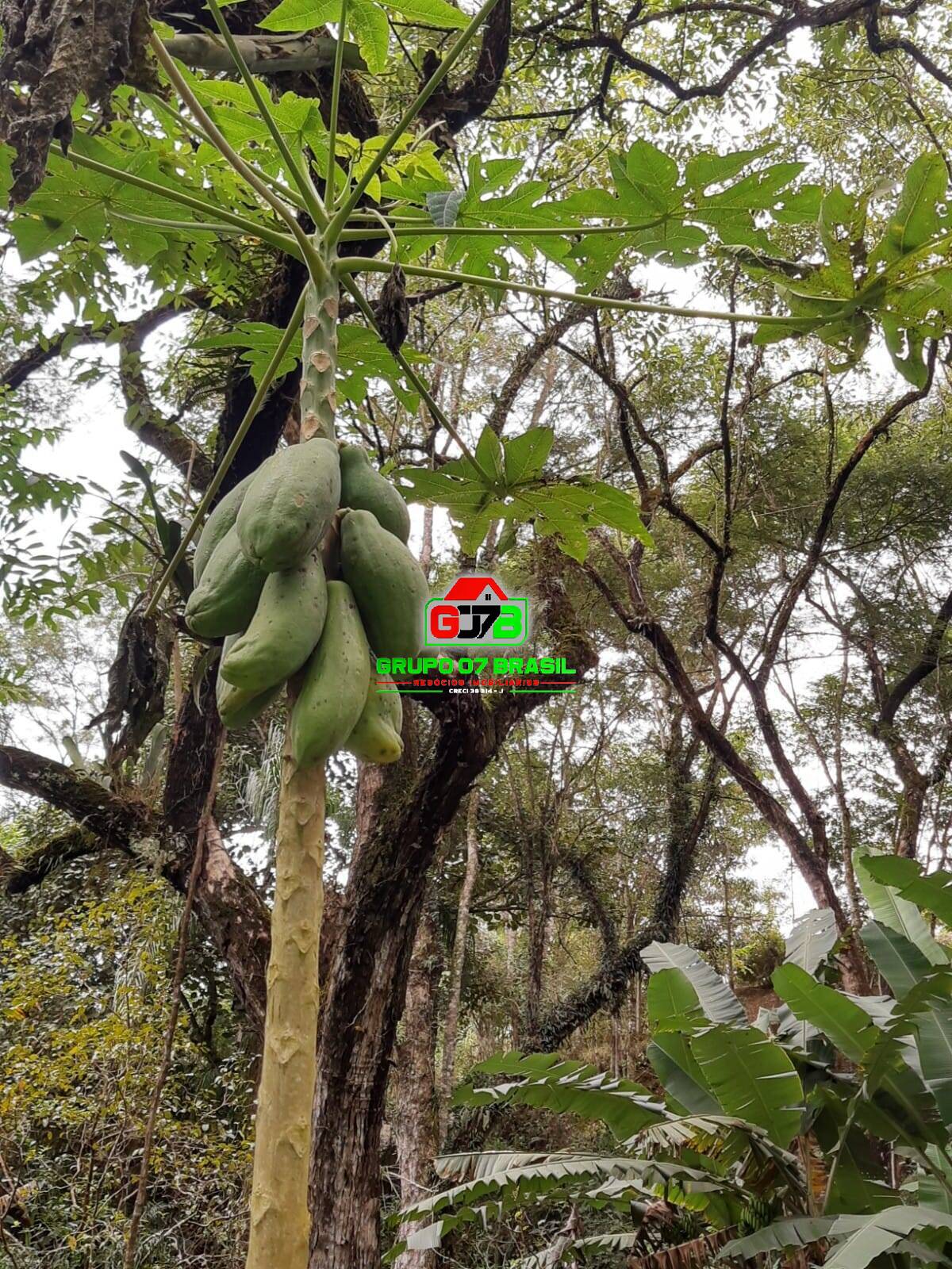 Fazenda à venda com 2 quartos, 9100m² - Foto 20